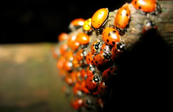 Tudi pikapolonice se pozimi združijo v skupine.