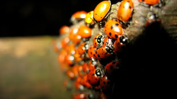 Tudi pikapolonice se pozimi združijo v skupine.