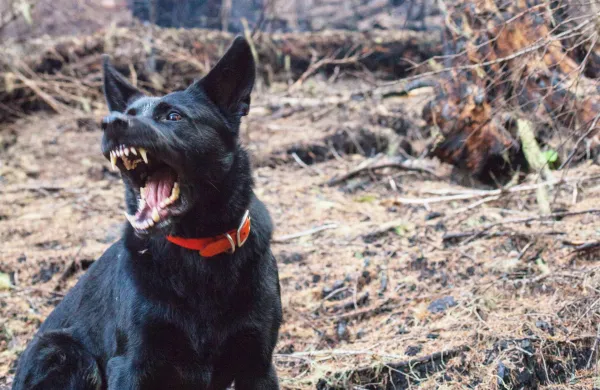 Psi pes unsplash.com BREZPLACNA FOTOGRAFIJA NI POTREBEN PODPIS AVTORJA