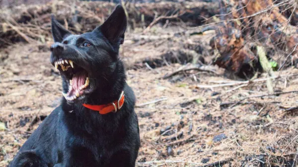 Psi pes unsplash.com BREZPLACNA FOTOGRAFIJA NI POTREBEN PODPIS AVTORJA