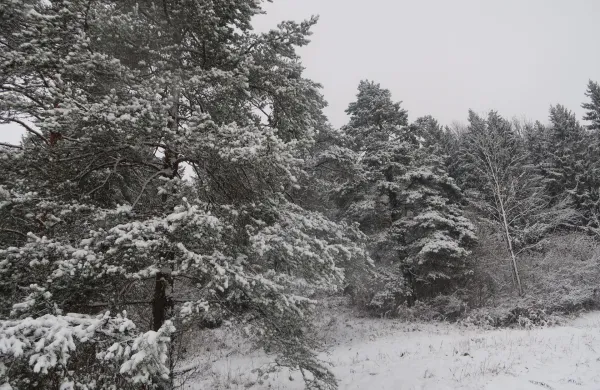 Beli božični dnevi niso več običajni, a letos bo praznik tak. Snežne idile so se mnogi lahko naužili že na predbožično jutro.