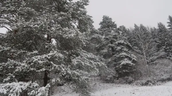 Beli božični dnevi niso več običajni, a letos bo praznik tak. Snežne idile so se mnogi lahko naužili že na predbožično jutro.