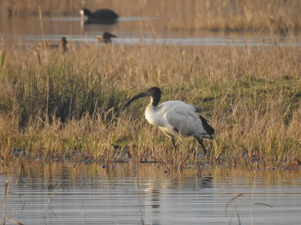 sveti ibis &scaron;kocjanski zatok