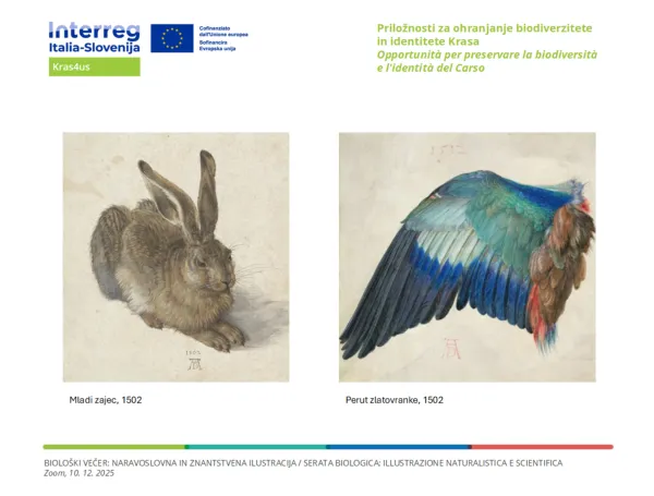 Med pionirje naravoslovne ilustracije sodi Albrecht D&uuml;rer