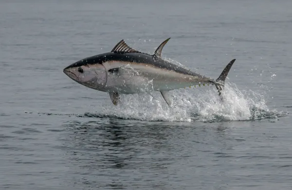 Rekordnega tuna so na dražbi prodali za kar 2,8 milijona evrov