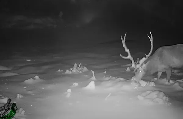 Lovska družina Col je v svoj objektiv ujela jelena, takoj za njim pa &scaron;e trop volkov.