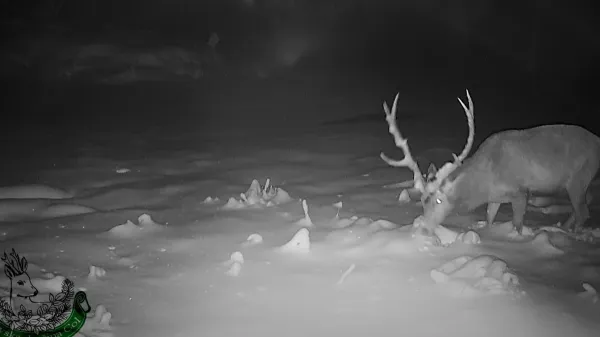 Lovska družina Col je v svoj objektiv ujela jelena, takoj za njim pa &scaron;e trop volkov.