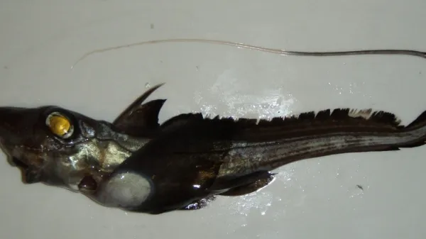 Morska podgana je starinska sorodnica morskih psov in skatov, ki jo najdemo v največjih globinah Jadrana in Mediterana. 