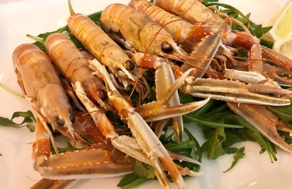 &scaron;kampi kvarner