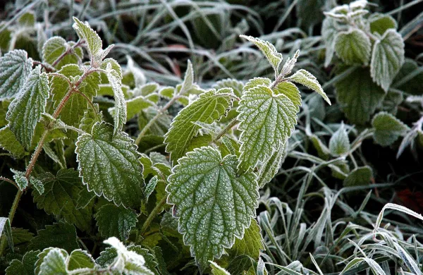 Kopriva ne pozebe, pravijo. V resnici kopriva lahko pozebe, a pri zelo nizkih temperaturah, ker je na mraz veliko bolje prilagojena kot večina drugih zeli&scaron;č. 
