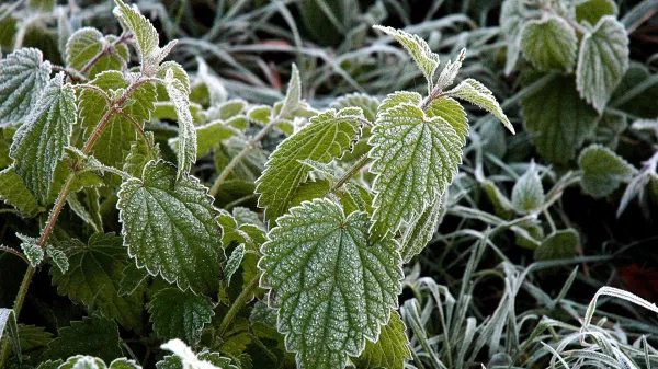 Kopriva ne pozebe, pravijo. V resnici kopriva lahko pozebe, a pri zelo nizkih temperaturah, ker je na mraz veliko bolje prilagojena kot večina drugih zeli&scaron;č. 