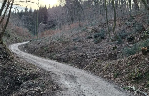Je bila sečnja večstoletnih dreves nujna? Stroka že meni tako.