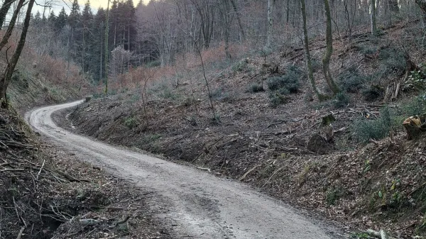 Je bila sečnja večstoletnih dreves nujna? Stroka že meni tako.