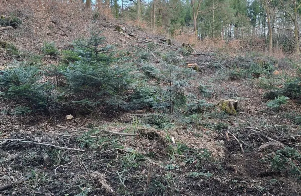 Sečnja v Panovcu je močno razburila domačine