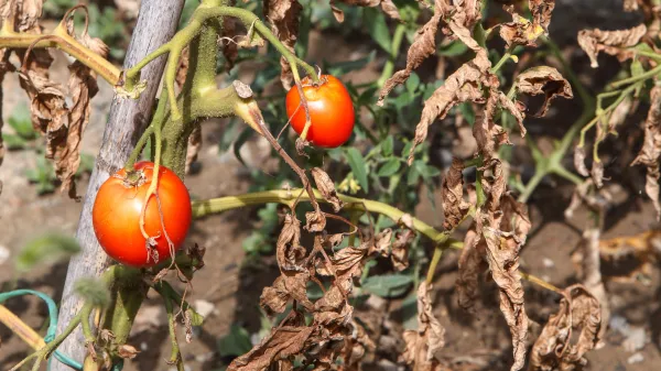 Koper, 13.07.2022Razglednica, Su&scaron;a, su&scaron;no obdobje, vrocina, vreme