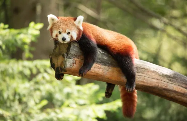 Mačji panda Magu. Poleti počiva, pozimi pa ga &scaron;čiti gosta dlaka, ovije se tudi z repom.