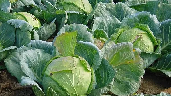 zelje sveže hrana zdravilna rastlina zelenjava