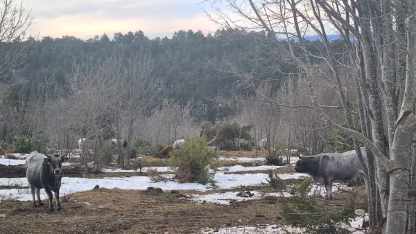 In&scaron;pektorji trdijo, da živali na mrzlem Goliču ne trpijo