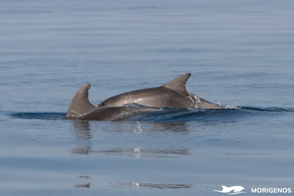 Raziskava je temeljila na dolgoročnem spremljanju živali.