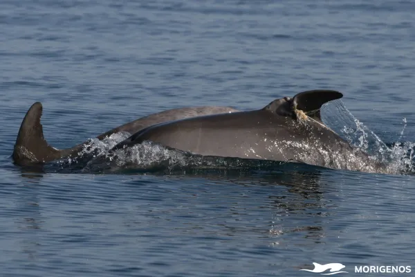 Mlado samico so spremljali v okviru dolgoročnega terenskega monitoringa, raziskovalci pa so njo in njeno mamo poznali že od prej. 