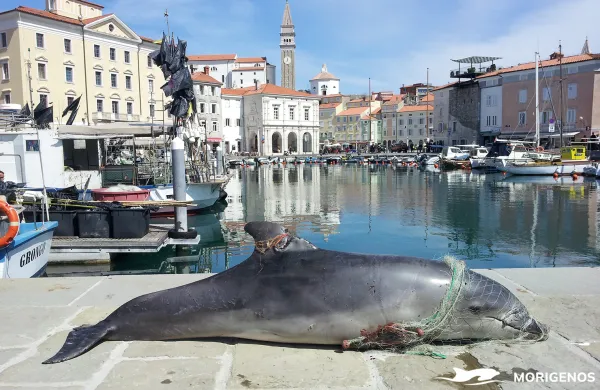 Delfinka na sebi nosila del ribi&scaron;ke mreže, leto kasneje pa se je znova zapletla v drugo ribi&scaron;ko mrežo, kar je tokrat bilo usodno. 