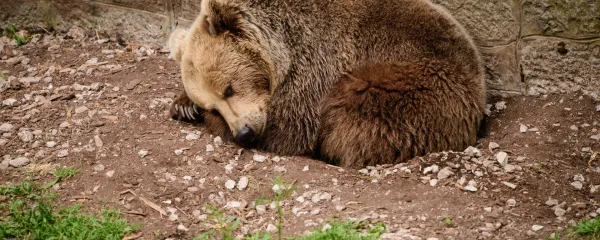 Ljubljana, zivalski vrt.Zivalski vrt v Ljubljani.Medved.