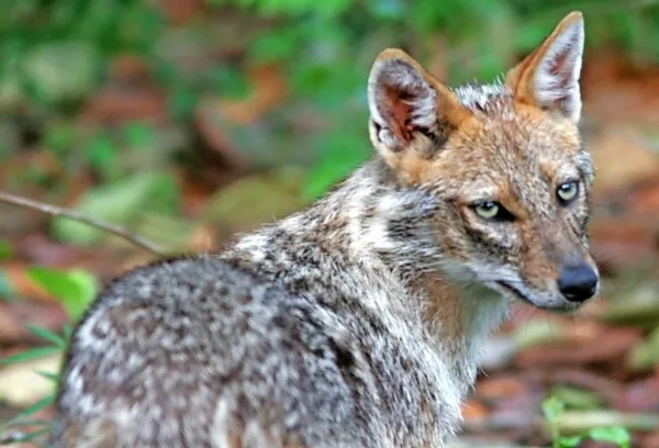 Toplej&scaron;e zime motijo zimski spanec