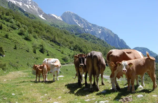 pa&scaron;a na planini zaprikraj