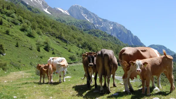 pa&scaron;a na planini zaprikraj