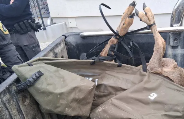 Včeraj zjutraj se je mlada srna zna&scaron;la v zagrajenem dvori&scaron;ču vrtca Mavrica. Lovci so izvedli intervencijo, srno živo zajeli in odpeljali, na koncu pa so jo žal morali usmrtiti, saj je imela notranje po&scaron;kodbe.