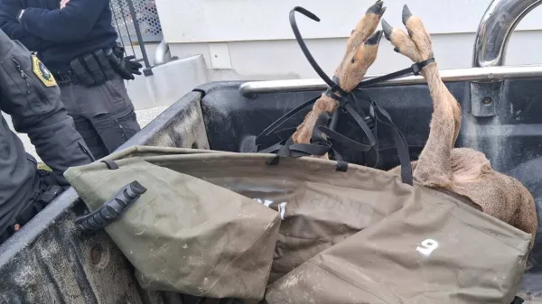 Včeraj zjutraj se je mlada srna zna&scaron;la v zagrajenem dvori&scaron;ču vrtca Mavrica. Lovci so izvedli intervencijo, srno živo zajeli in odpeljali, na koncu pa so jo žal morali usmrtiti, saj je imela notranje po&scaron;kodbe.