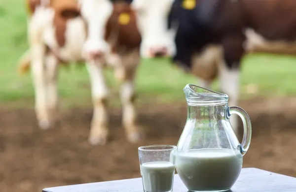 kravje mleko