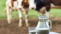 kravje mleko