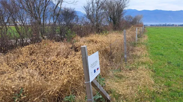 Suhe trave in pleveli zelenim mejicam na Ajdovskem niso v okras, so pa koristni