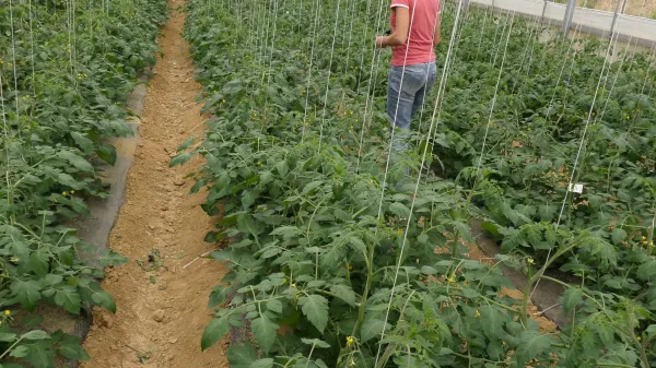 Je Slovenija lahko zelenjadarsko konkurenčna le z rastlinjaki?