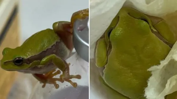 Ne gre za navadno žabico, ampak je del izjemno občutljive skupine živali dvoživk, ki veljajo za biolo&scaron;ke indikatorje zdravega okolja, varuhe ravnovesja v naravi, naravne regulatorje populacij žuželk in pomemben člen prehranjevalnih verig.