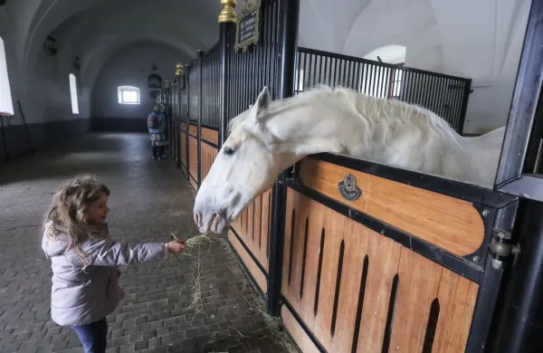 Lipica, 23.05.2021Kobilarna Lipica, lipicanci, konjinajstarej&scaron;i hlev Velbanca