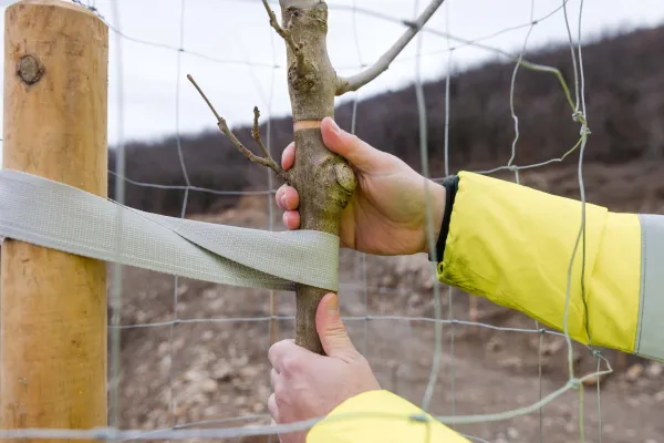 Za&scaron;čita zasajenih dreves