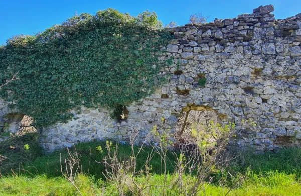Obzidje v Kubedu bodo osvobodili objema ovijalk