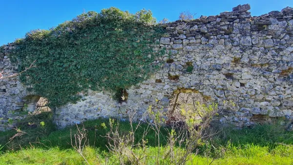 Obzidje v Kubedu bodo osvobodili objema ovijalk