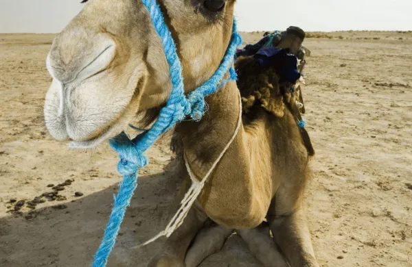 kamela pu&scaron;čava žival narava