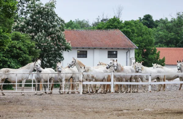 Lipica, 23.05.2021Kobilarna Lipica, lipicanci, konji