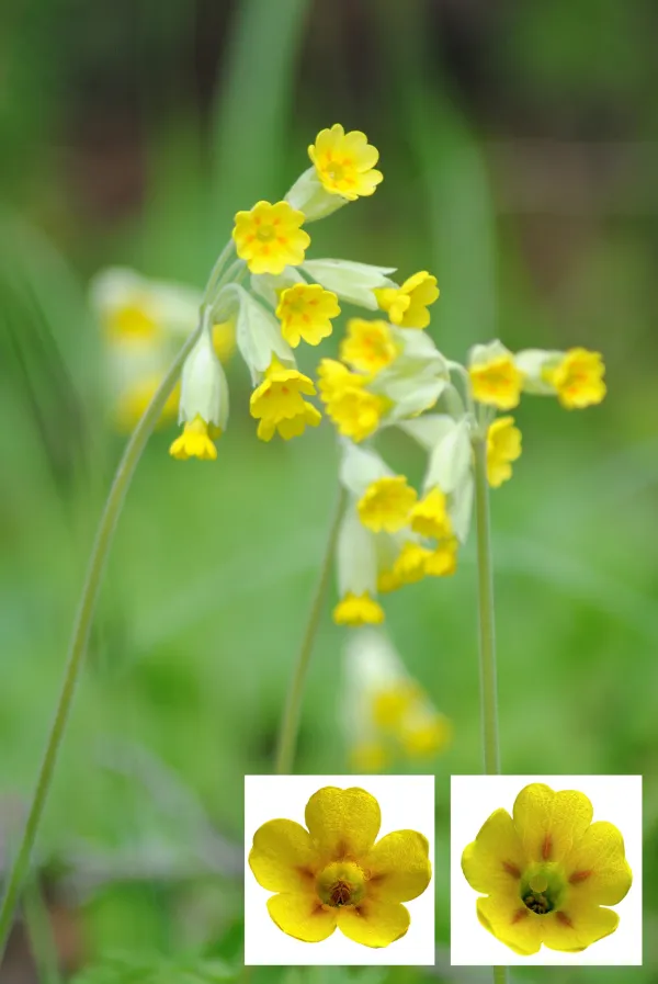 Ob mednarodnem dnevu žensk in deklet v ospredju navdihujoče raziskovalke, ki na UP vodijo projekte občanske znanosti