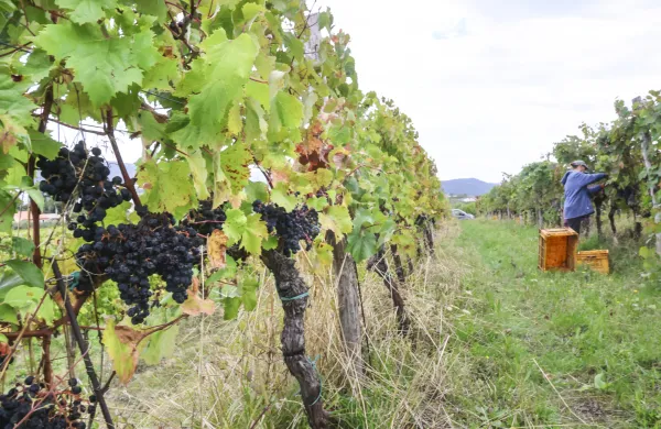 Koper, 18.9.2024Trgatev Vinakoper