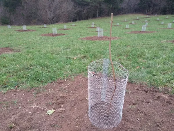 Vzgoji svoje domače sadje