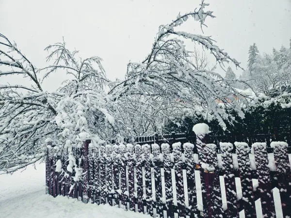 Sneg na Koro&scaron;kem (Radlje ob Dravi.).