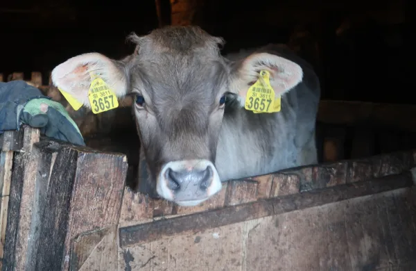 Biodinamiki podpisujejo peticijo proti cepljenju