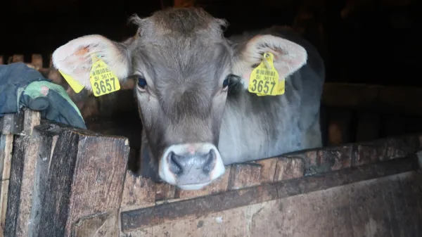 Biodinamiki podpisujejo peticijo proti cepljenju