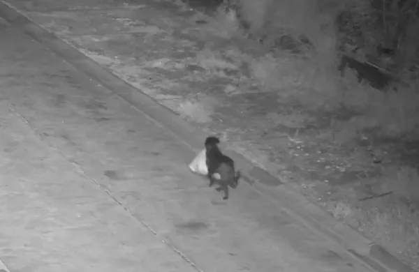 Mo&scaron;ki je izuril psa, da je odlagal smeti ob cesti