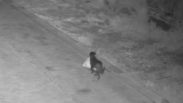 Mo&scaron;ki je izuril psa, da je odlagal smeti ob cesti